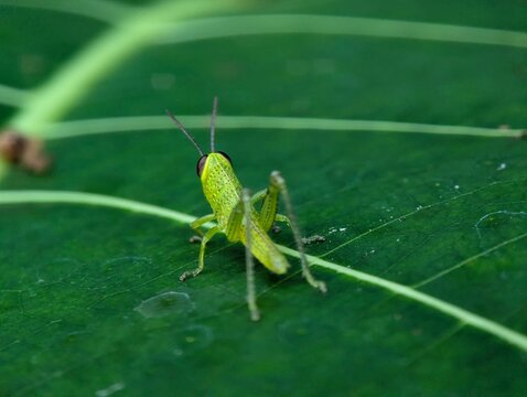 Detailed macro photograph of a young green grasshopper resting on a broad leaf, featuring natural camouflage, vivid color, and fine insect textures in a tropical habitat.