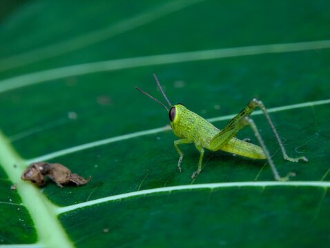 Detailed macro photograph of a young green grasshopper resting on a broad leaf, featuring natural camouflage, vivid color, and fine insect textures in a tropical habitat.