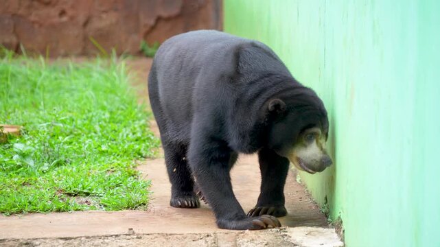 Sun bear walking in a zoo enclosure. Showing its long claws and facial features.