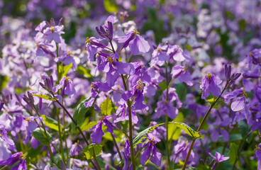 Obraz premium Close-up of blooming purple dame’s rocket (Hesperis matronalis) flowers glowing in warm spring sunlight, with soft bokeh and vibrant natural colors in a dreamy floral meadow scene.