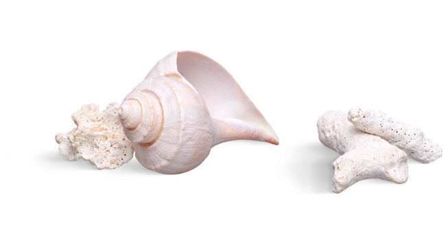 seashell isolated on white background