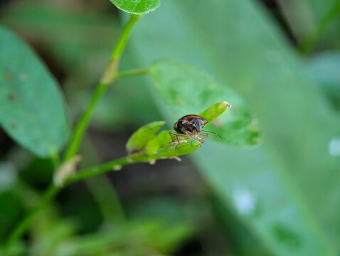 Macro image of a red and black shield bug perched on a small green leaf, highlighting insect detail, natural camouflage, and biodiversity in a lush outdoor environment.