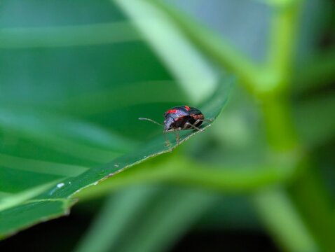 Macro photograph of a black and red shield bug perched on a green leaf, showcasing vivid coloration, insect detail, and natural biodiversity with soft green bokeh background.