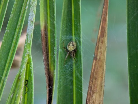 Macro photograph of an orb weaver spider sheltered within a delicate web among green palm fronds, highlighting natural camouflage, biodiversity, and intricate silk structures.