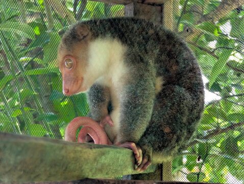 Close-up portrait of a cuscus marsupial perched inside a mesh enclosure, showcasing large eyes, soft fur, and conservation-focused wildlife care in a tropical setting.