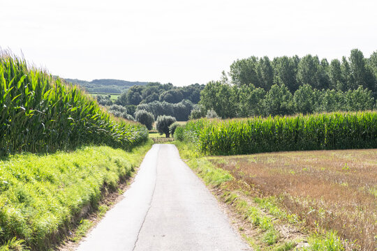 Detail of a beautiful forest landscape in the Flemish Ardennes, near the city of Geraardsbergen.