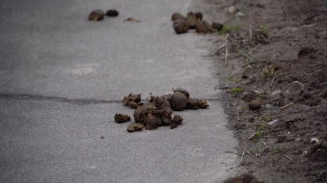Horse manure on road next to dirt surface.