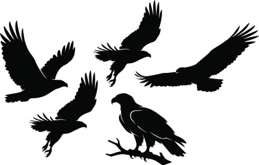 Set of black eagle silhouettes in flight and perched on branch, detailed bird of prey illustration for wildlife art and vector design © MdMonowar