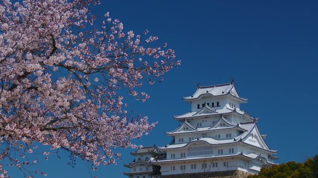 桜咲く姫路城