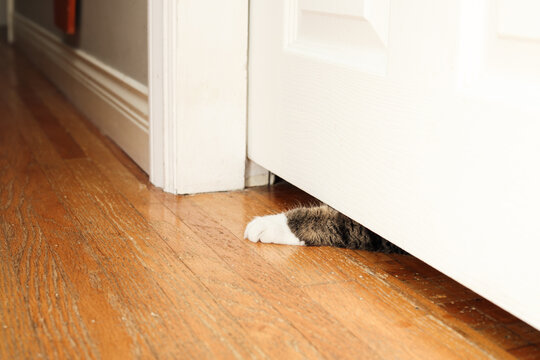 Cat paw reaching under door. Curious cat pawing through door gap from other side. Curiosity, separation anxiety and fear of missing out concept. Selective focus.