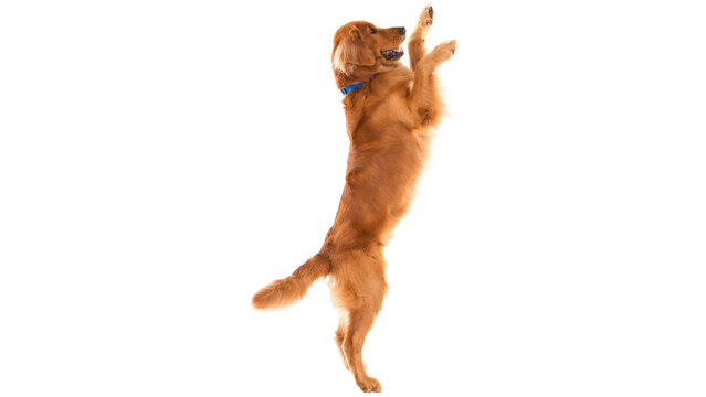 dog playing with ball