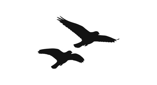 Two Birds Silhouette Flying Together Against White Background, Freedom Concept