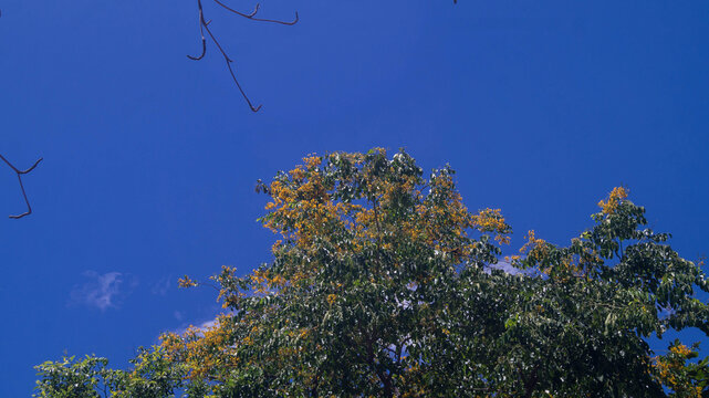This tree appears to be the Narra (Pterocarpus indicus), which is recognized as the national tree of the Philippines. Taken from Las Pinas, NCR, Philippines.