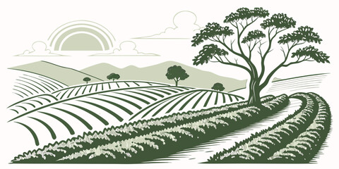 Minimalist line art drawing of mountain tea plantation with plantation landscape mountains agriculture cultivation farmland illustration agricultural production countryside terraces © Lisa