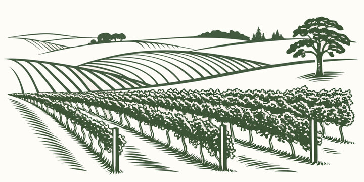 Minimalist vineyard landscape line art illustration with wine country rural area vineyard landscape grapevine agriculture countryside viticulture illustration artistic cultivation panoramic