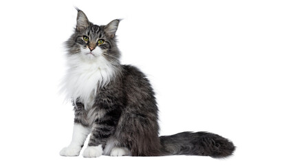 maine coon cat PNG, on Transparent background © chat