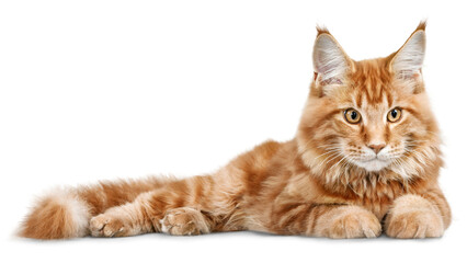 cat isolated on white background © chat