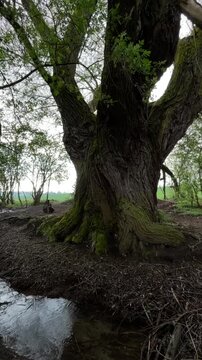 Massive mossy tree trunk base, botanist inspecting root cavity and lichen patterns, close observation of bark texture and spiral grain damp shady