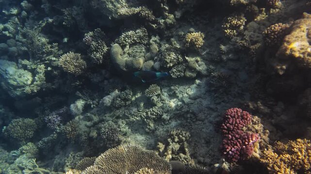 Green and blue humphead parrotfish swimming over a vibrant coral reef in the Red Sea near Hurghada, Egypt. Clear blue water, natural marine life, tropical underwater scene, calm and peaceful.