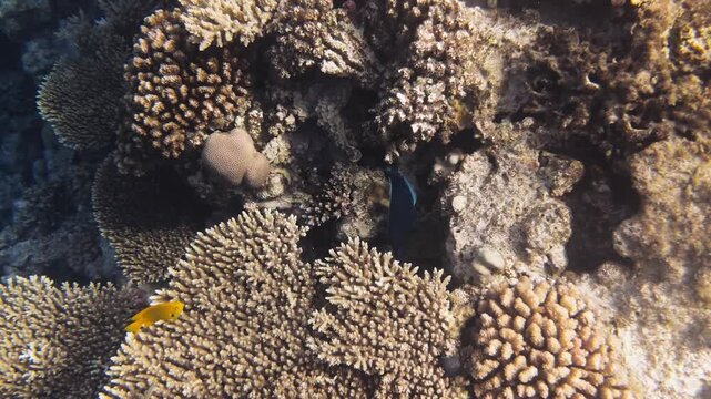 Blue triggerfish swimming over a coral reef slope in the Red Sea near Hurghada, Egypt. Yellow damselfish and reef species in clear blue water, calm underwater marine life scene.