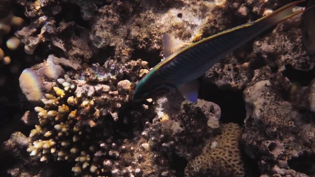 Close up of a Red Sea wrasse swimming over a coral reef near Hurghada, Egypt. Colorful fish with detailed patterns, clear blue water and natural marine life underwater scene.