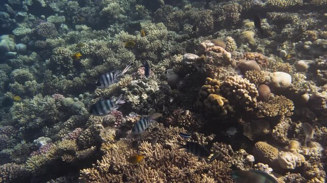 Colorful coral reef in the Red Sea near Hurghada, Egypt. Parrotfish, sergeant major, wrasse, damselfish and surgeonfish swimming in clear blue water, rich marine life scene.