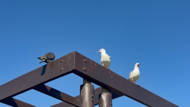 2 seagulls on a ledge or wooden plank.