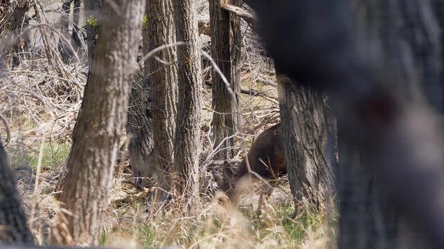 Injured three-legged mule deer hobbles through forest grazing grass