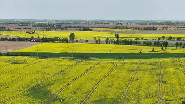 Aerial farms bright yellow Rapeseed Poland pull 3. rural agricultural landscape. Bright yellow Rape seed canola oil plants. Farming economy food vegetable oil biodiesel production.