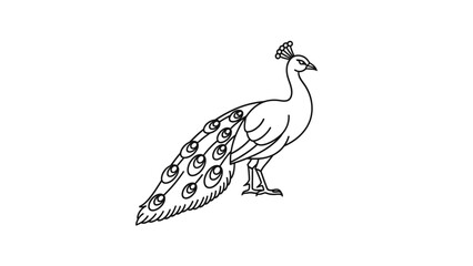 Fototapeta premium Peacock Illustration Line Art Design.