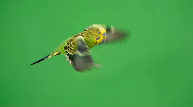 Video of a Budgerigar bird are flying on the green screen background