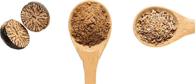 Organic Whole Nutmeg Halves with Ground Nutmeg Powder and Grated Spice in Wooden Spoons Isolated Flat Lay Vector Set for Culinary Design