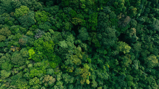 Natural rainforest drone photography suitable for sustainability concepts, ecological awareness content and renewable future investment communication.