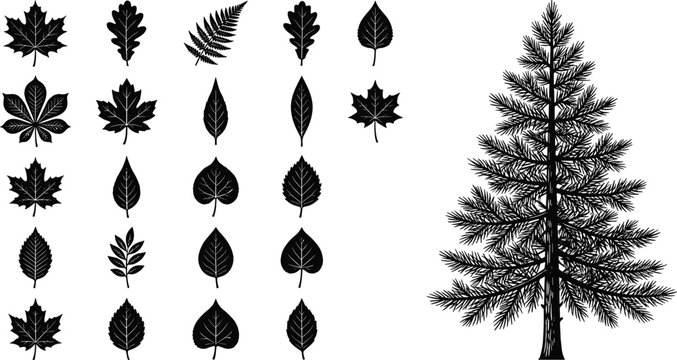 Black and white pine tree branch with pine needles and cones pine cones