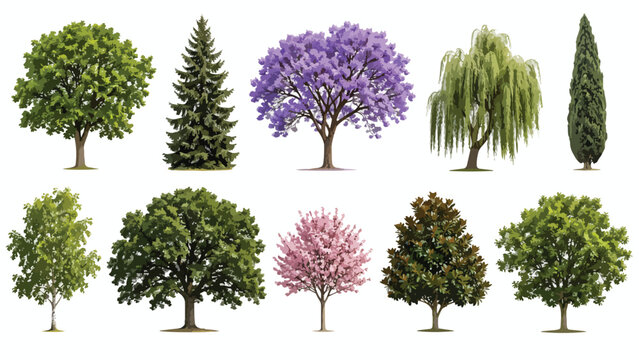 Realistic tree collection with 10 vector elements, diverse garden trees and forest foliage set, botanical illustrations for landscape design and architecture