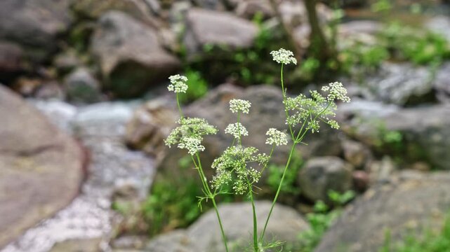 White wild mountain plant sways in wind in rocky natural setting, with focus on flower and blurred mountain river in background.