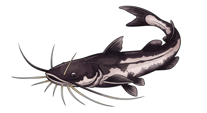 Catfish, Fish Illustration, Dark Gray, White Background, Vector Graphic