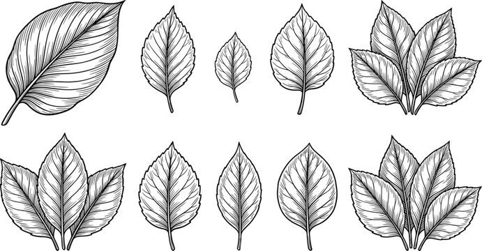 Botanical leaf illustrations in monochrome vintage engraving style for design elements