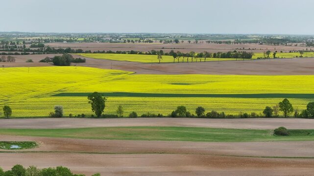 Aerial farms bright yellow Rapeseed Poland pull 1. rural agricultural landscape. Bright yellow Rape seed canola oil plants. Farming economy food vegetable oil biodiesel production.