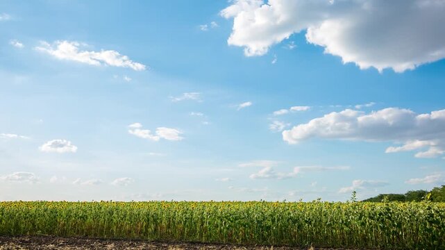 Timelapse of a wide field of yellow sunflowers in sunny weather with beautiful clouds, agriculture