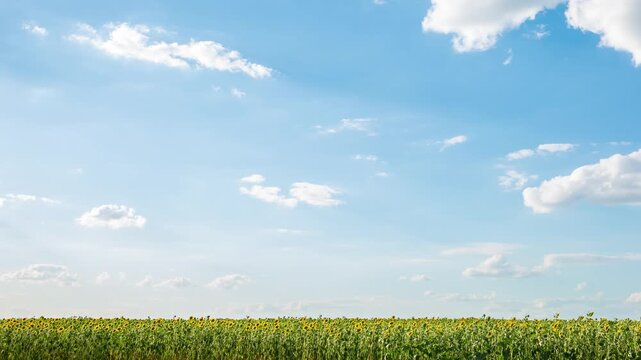 Timelapse of a wide field of yellow sunflowers on a sunny day
