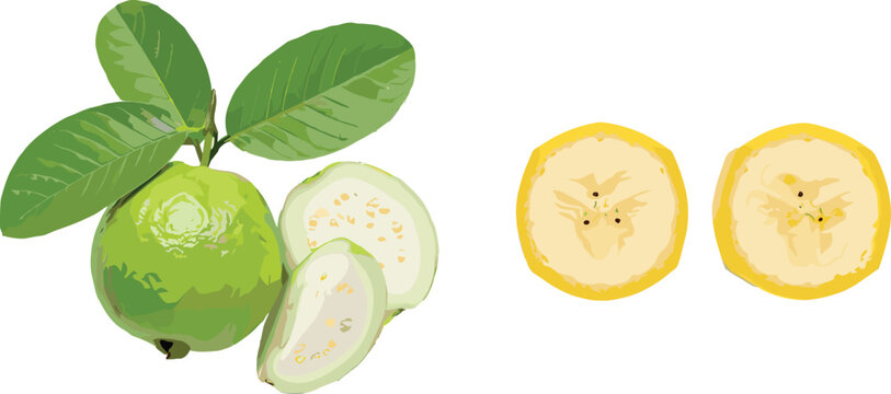 Fresh Green Whole Guava and Slices with Leaves Beside Sliced Round Banana Pieces Isolated Vector Ingredient Collection Set for Healthy Product Design