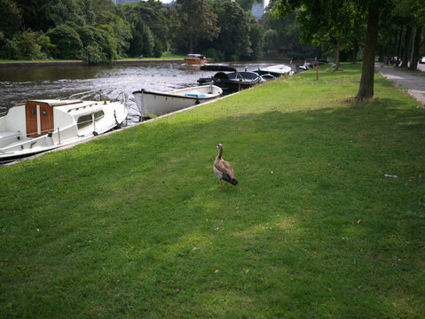 Egyptian goose standing on a lush green canal bank with boats in Amsterdam, Holland