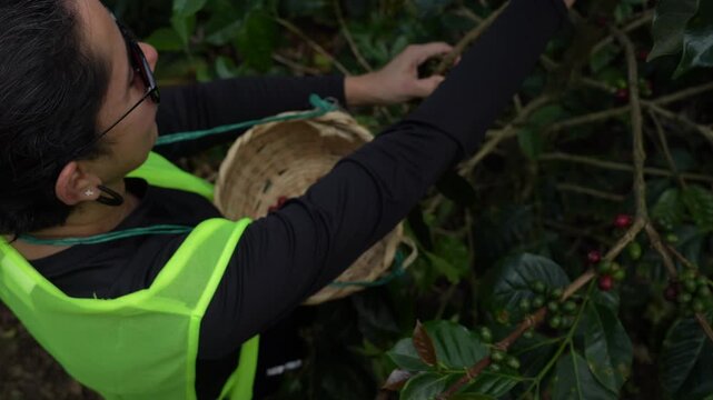 Detailed view of coffee harvest in lush Colombian farm. Worker in vibrant gear picks red coffee cherries with precision, filling a straw basket. Rich textures and natural lighting.
