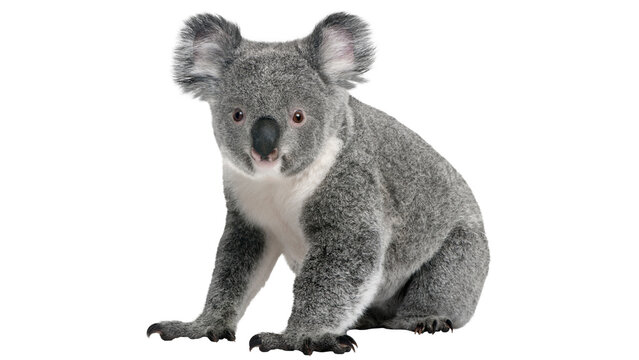 koala on white background