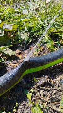 Water sprays from a damaged garden hose, A punctured garden hose, from which water flows under pressure, Water under pressure shoots from a damaged garden hose.