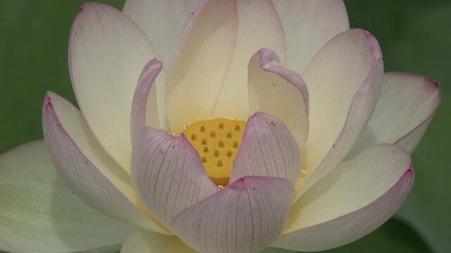 蓮の花（品種名 舞妃蓮)