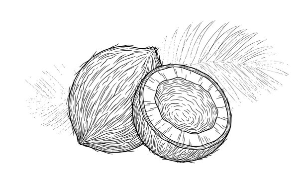 Detailed Coconut Half Cut Fruit Vintage Engraving Style Hand Drawn Tropical Food Illustration