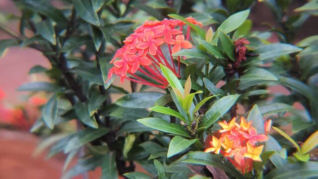 Beautiful red spike flower. King Ixora blooming (Ixora chinensis). Rubiaceae flowers. Ixora flower. Ixora coccinea flower in the garden. forest flame - Forest geranium - Asoka