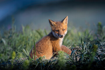Fototapeta premium cute fox cub resting beside woodland den